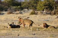 lion-play-africa-animals-etosha-55738.jpg