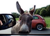 safari-park-knuth-borg-donkey-park-433505.jpg