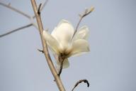 magnolia-flowers-white-magnolia-1318061.jpg