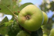 apple-organic-food-fresh-healthy-432207.jpg