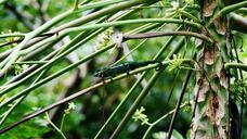 chameleon-reunion-island-twigs-521189.jpg