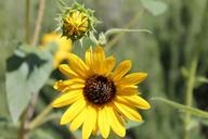 sunflower-petal-bloom-summer-flora-1023533.jpg