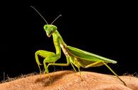 praying-mantis-fishing-locust-green-220993.jpg