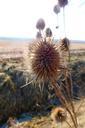 fields-saxony-infructescence-summer-976086.jpg