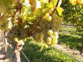 grapes-vine-table-grapes-wine-259862.jpg