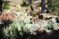 Succulents - Leaning Pine Arboretum - DSC05770.JPG