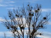 tree-poplar-white-poplar-silhouette-80252.jpg