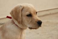 labrador-white-dog-pet-sad-tired-226852.jpg