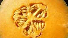 seed-cantaloupe-fruit-power-870917.jpg