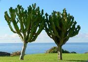 Pair of cactuses.jpg