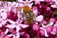 bee-flower-macro-bloom-blossom-569466.jpg