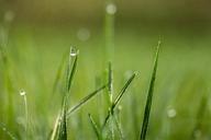 grass-drops-dew-nature-green-559308.jpg