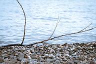 pebble-branch-beach-stones-road-1489009.jpg