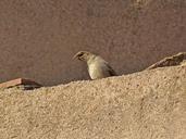 sparrow-roof-bird-1013035.jpg