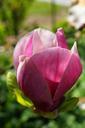 magnolia-blossom-close-nature-323180.jpg