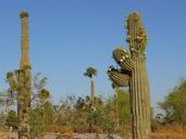 saguaro-cactus-arizona-green-plant-102291.jpg