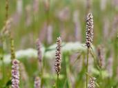 meadow-snakes-knotweed-177381.jpg