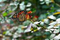 monarch-monarch-butterfly-butterfly-1243381.jpg