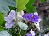 potato-tree-giant-star-potato-tree-346881.jpg