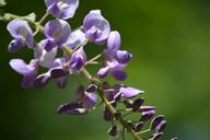 wisteria-flower-purple-garden-1440886.jpg