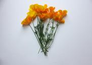 poppies-california-poppy-orange-1438872.jpg