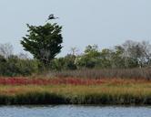 marsh-nature-preserve-national-park-60157.jpg