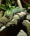 reptile-lizard-green-scale-581810.jpg