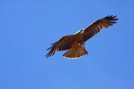 raptor-bird-of-prey-fly-76231.jpg