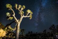 joshua-tree-mikly-way-stars-desert-699391.jpg