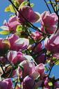 magnolia-tree-blossom-bloom-323178.jpg