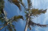 palm-tree-blue-sky-nature-1035203.jpg