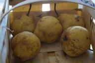 basket-pears-fruit-fruit-basket-214675.jpg