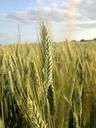 wheat-wheat-field-cereals-248690.jpg