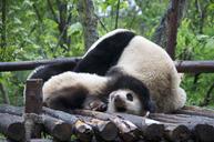 panda-wildlife-endangered-animal-864782.jpg