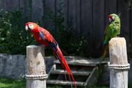 macaws-birds-parrots-tropical-1578518.jpg