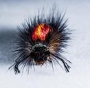 caterpillar-hairy-prickly-close-301247.jpg