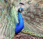 peacock-bird-plumage-feather-487169.jpg