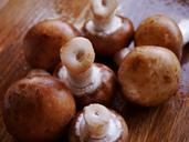 mushroom-fungi-fungus-nature-food-498664.jpg