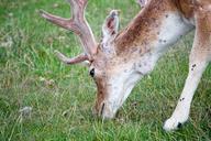 deer-animal-wildlife-nature-164195.jpg