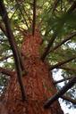 mammoth-pine-arboretum-summer-812704.jpg