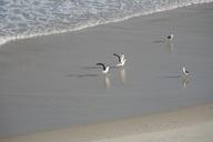 seagulls-beach-mar-salt-water-1322781.jpg