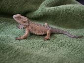 chameleon-lizard-reptile-636945.jpg