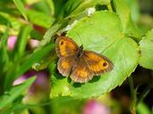 meadow-brown-butterfly-garden-507008.jpg