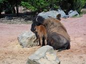 buffalo-animal-young-animal-365118.jpg