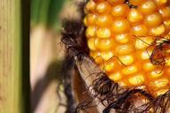 corn-corn-on-the-cob-cornfield-970027.jpg