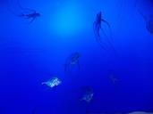 aquarium-fish-blue-1131996.jpg