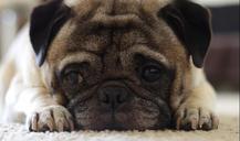 pug-puppy-dog-canine-close-up-1522653.jpg