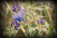 butterfly-flowers-nature-insects-639354.jpg