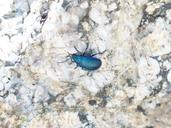 beetle-blue-glazed-includes-176861.jpg