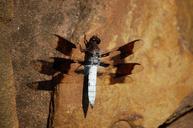 dragonfly-rock-nature-insect-1015772.jpg